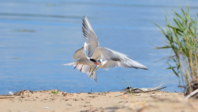 Foto: S.Martinsone