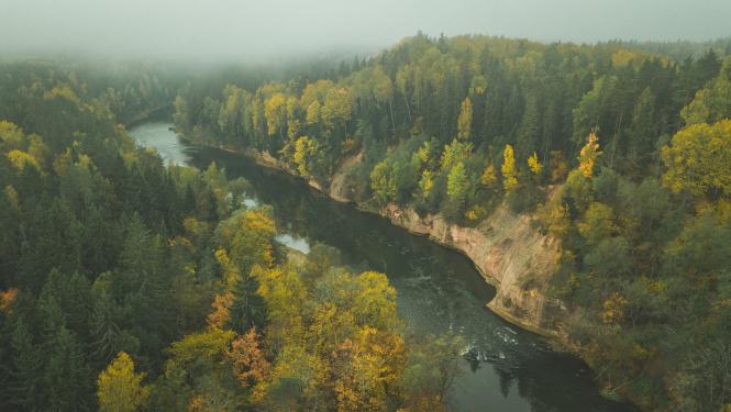 Gauja