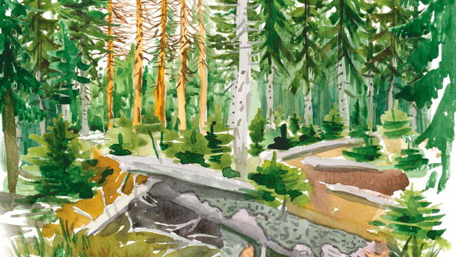 Ilustrācija Mežs