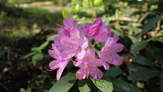 rododendrs