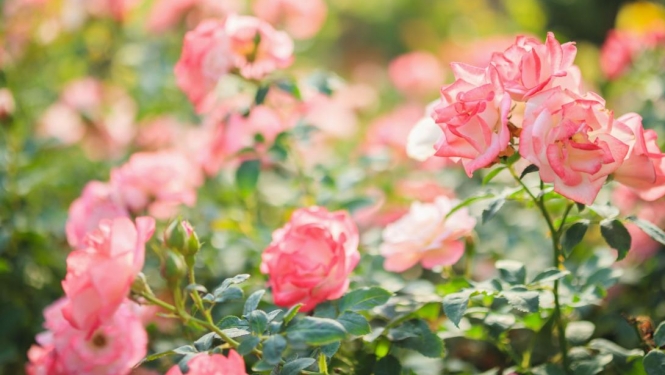 Rozes