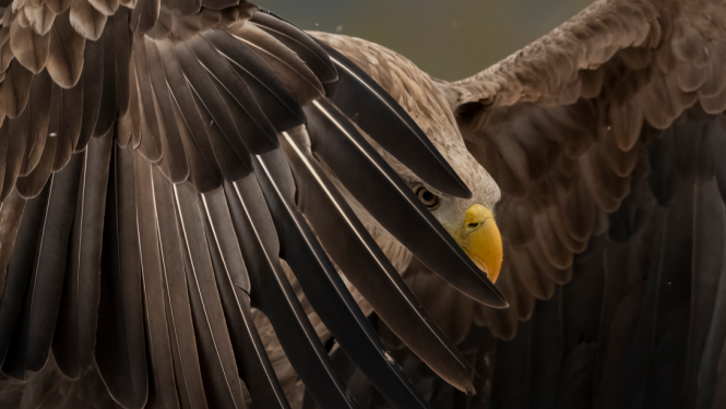 Ērglis