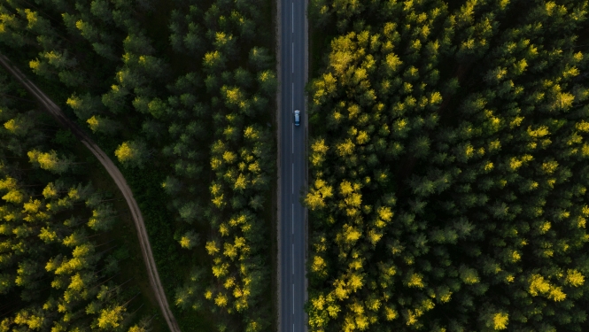 Autoceļš meža teritorijā