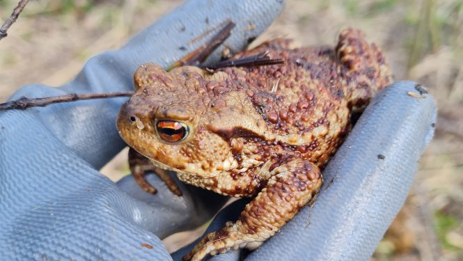 Krupis