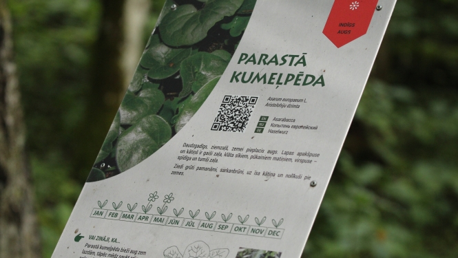 Informācija par augu