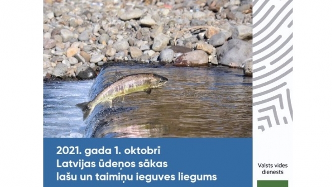 Lasis