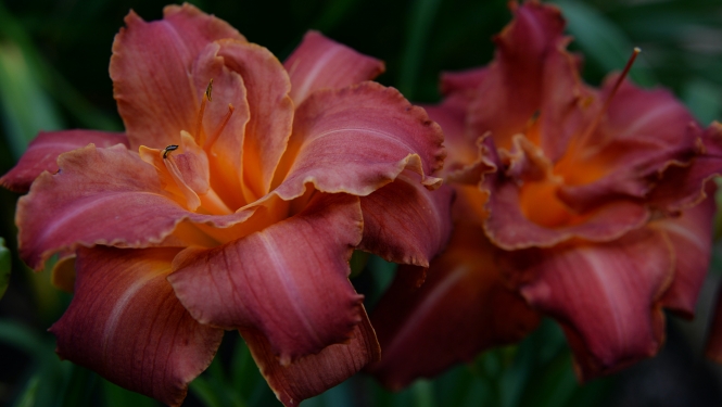 Dienlilijas