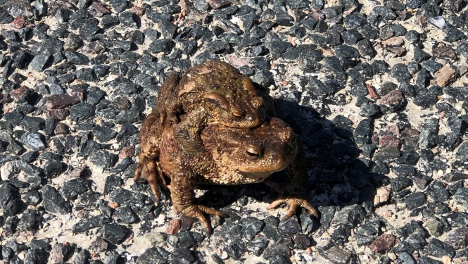 Krupis