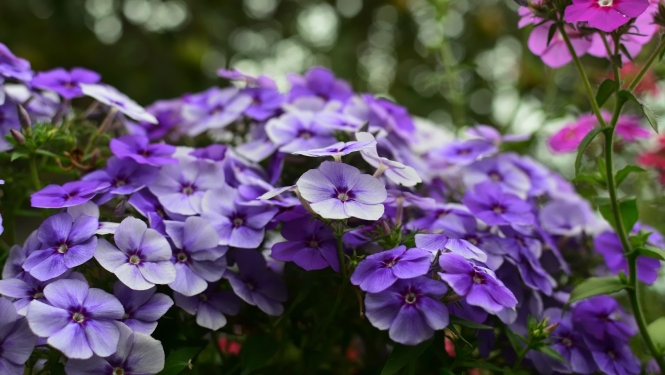 Floksis