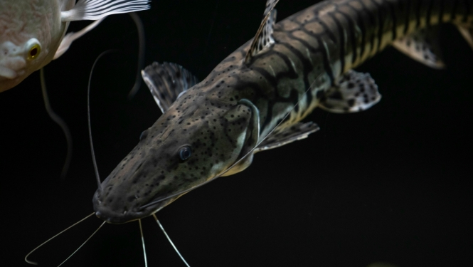 zivs ūdenī