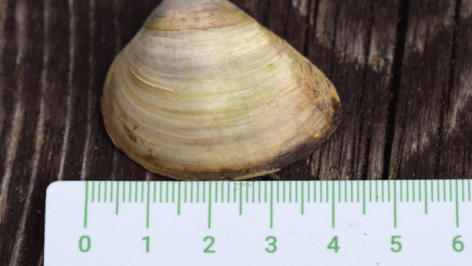 maktrgliemenes