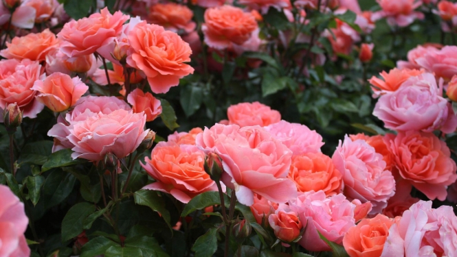 Rozes