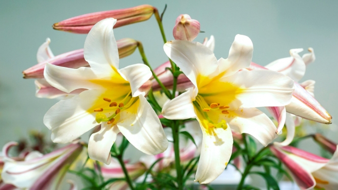 Lillijas