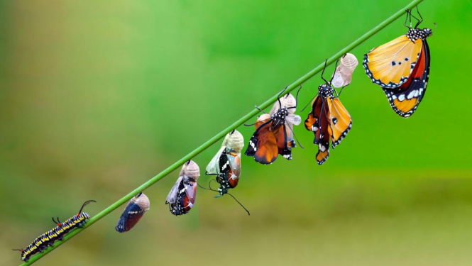Tauriņa attīstības cikls