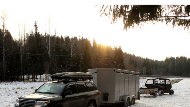 Aļņi pamet Latviju