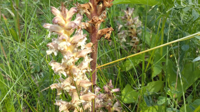 Orobanche