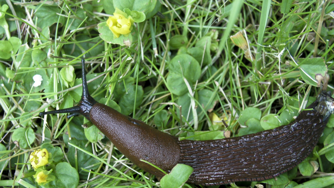 Invazīvās sugas. Kailgliemeži