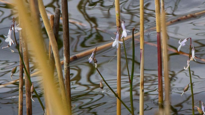 Augs. Dortmana lobelija