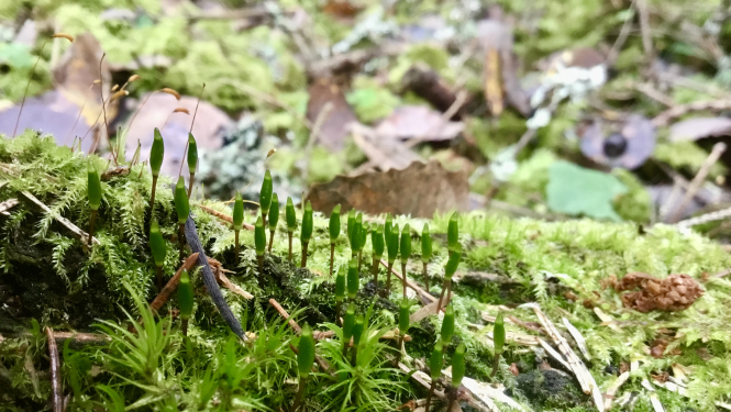 īpaši aizsargājamas sūnu sugas zaļās buksbaumijas