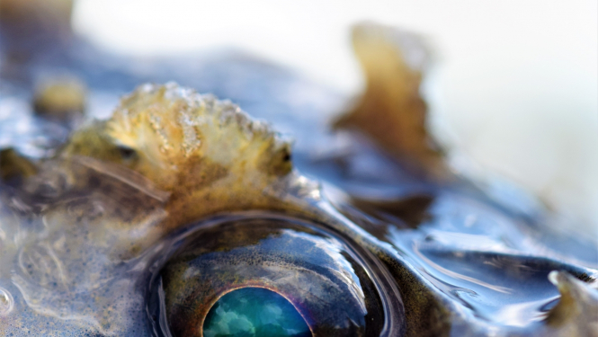 Dzīvnieks tuvplānā