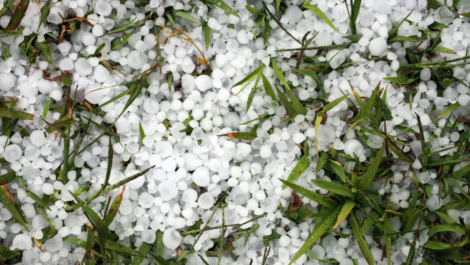 Attēls ar krusas graudiem zālienā