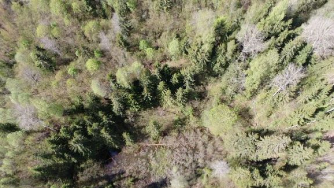 Rundēnu Valna dūbē