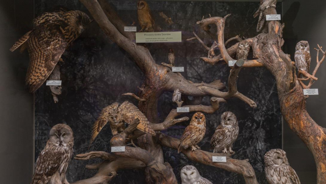 ekspozīcija no Dabas muzeja