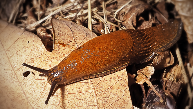 Spānijas kailgliemezis