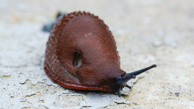 Spānijas kailgliemezis