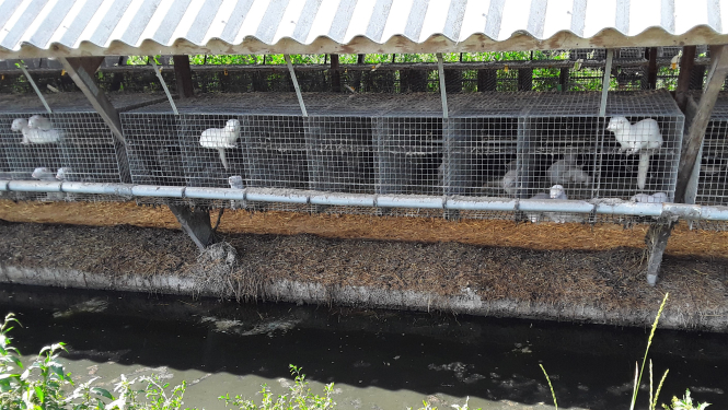 Dzīvnieku novietnes 