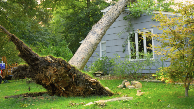 Vētra, vējš, māja, koks