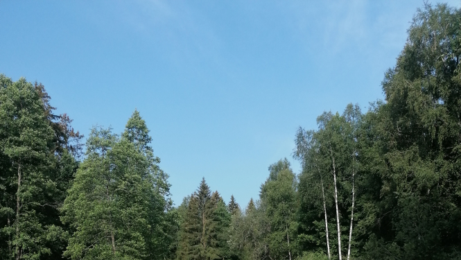 Invazīvie augi - latvānis