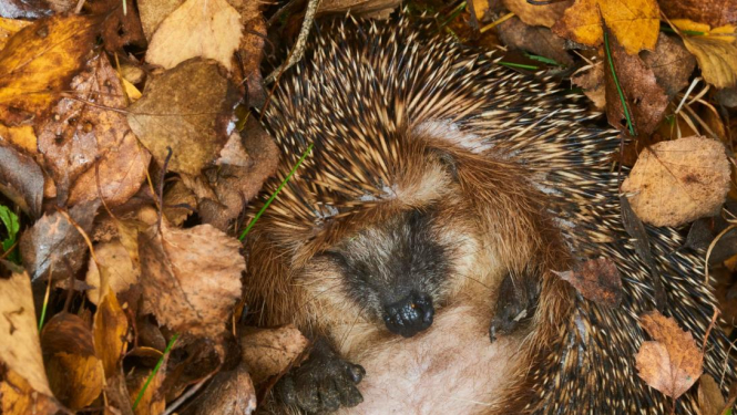 Ezis aizmidzis lapās