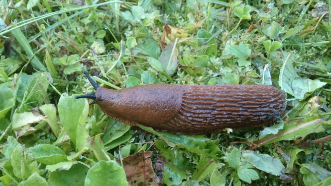 Spānijas kailgliemezis