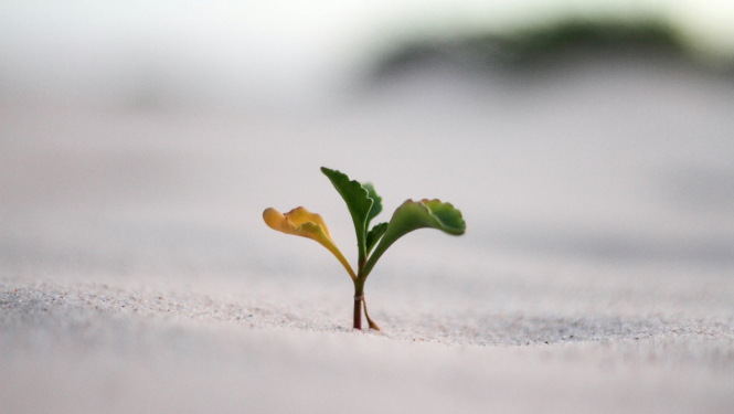 Daba, zaļš, zaļums