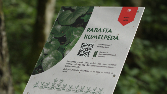 Informācija par augu