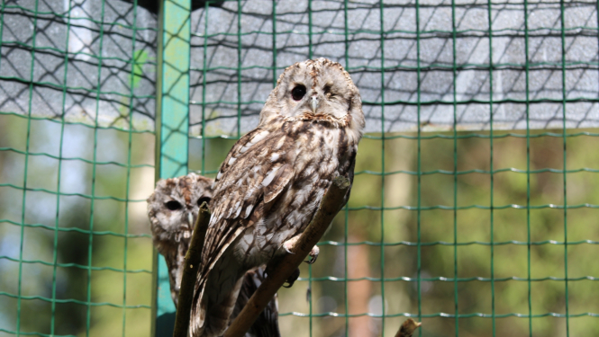 izglābtās pūces attēls 