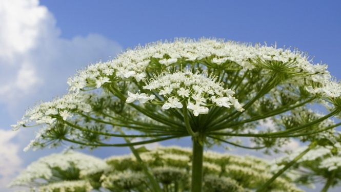 Invazīvie augi - latvānis