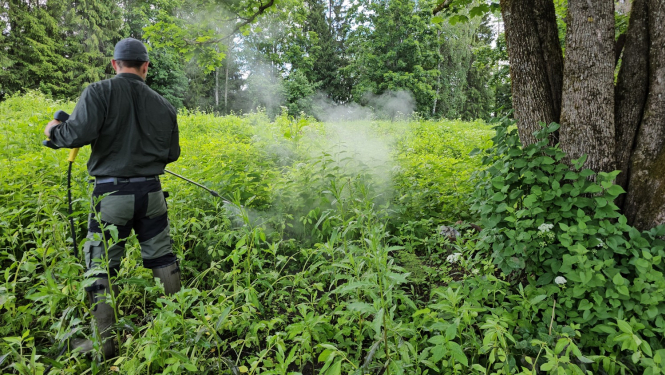 Invazīvo sugu apkarošana tvaicēšanas metodi