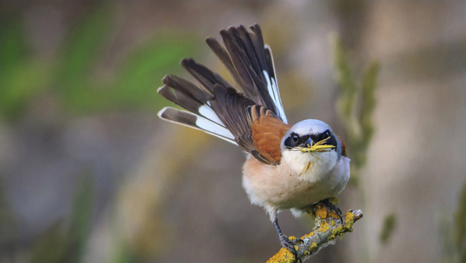 "Mans putns 2022". Foto: A Kurockins