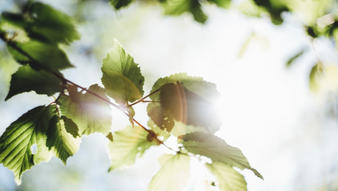 Koka lapotne, attēlam ir ilustratīva nozīme