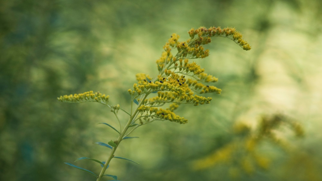 Kanādas zeltslotiņa