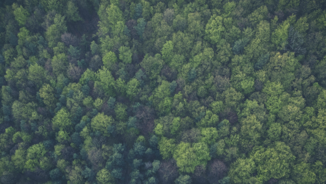 Meža skats no augšas