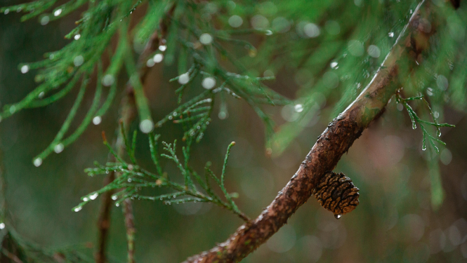 Daba, lietains mežs