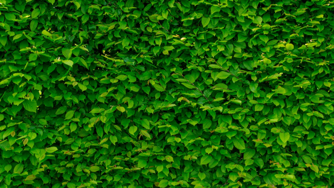 Zaļa siena ar lapām