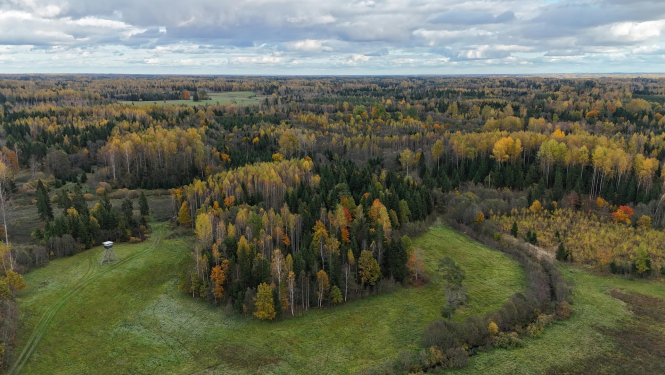 Dabas ainava - koki, debesis, pļava