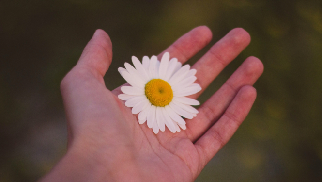 roka ar margrietiņu