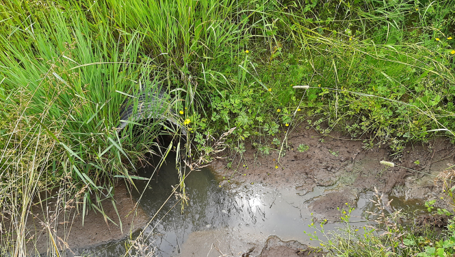 Ūdens piesārņojums