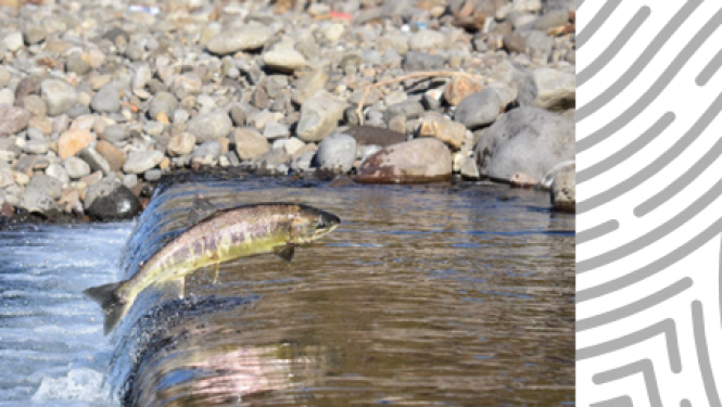 Publicitates foto - lasis