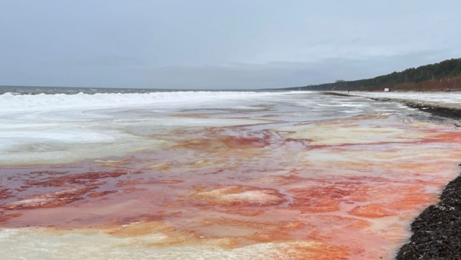 Sārtaļģes Jūrmalas pludmalē